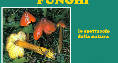 Funghi – Lo spettacolo della natura