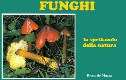 Funghi – Lo spettacolo della natura